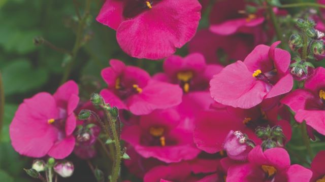 Diascia_Diamond_Fuchsia_Header