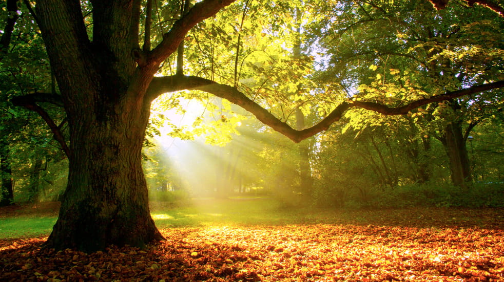Oak_trees_in_autumn_Buchan_Country_park