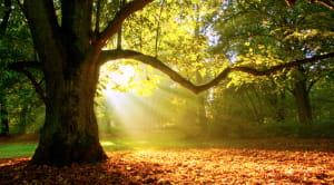 Oak_trees_in_autumn_Buchan_Country_park