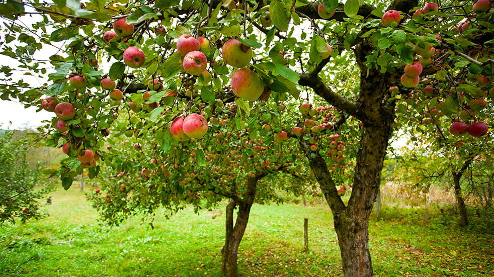 malus-domestica-scrumptious-pbr-d-big-heart-tree-care