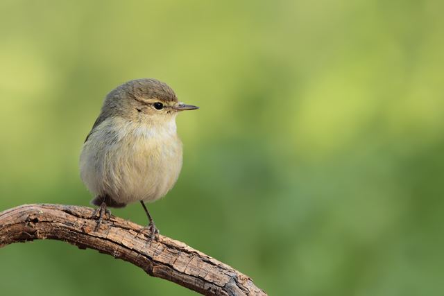 Chiff chaff, small British bird.