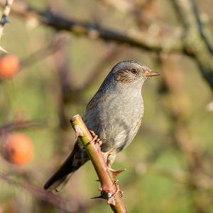 Dunnock, small British bird