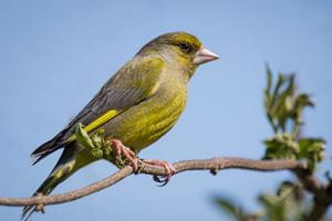 Greenfinch