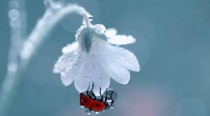 Ladybird hanging to a white flower with a dew drop on it