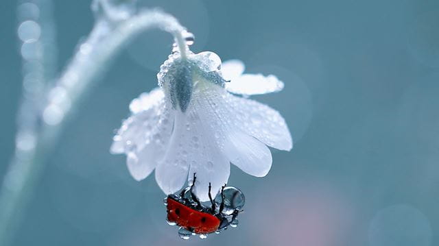 Ladybird hanging to a white flower with a dew drop on it