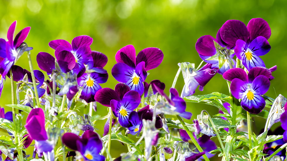 Top 10 Winter Bedding Plants