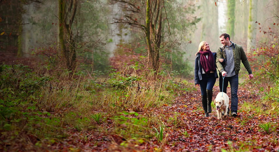 Couple with a dog walking in a forest