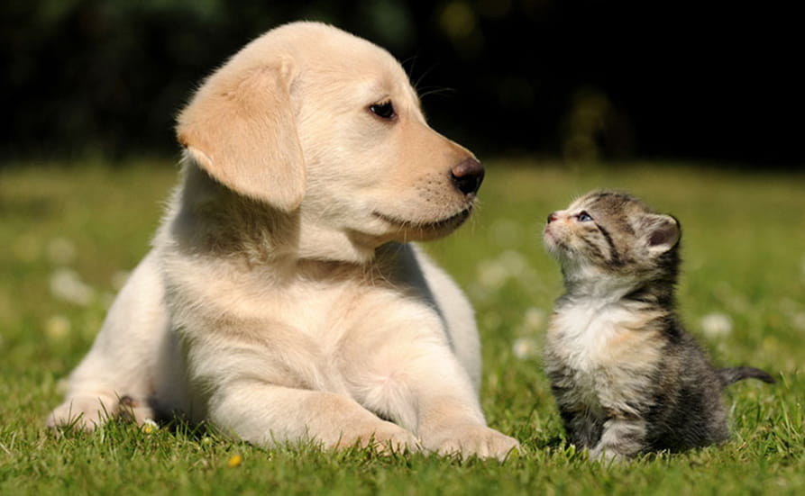 LV Pet Insurance | Boundless by CSMA
