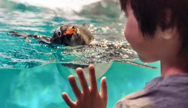 Child looking at a penguin in the water