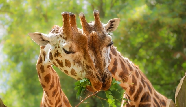 Pair of Giraffes