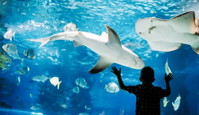 Child with sharks