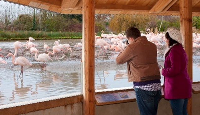 Couple looking at flamingos